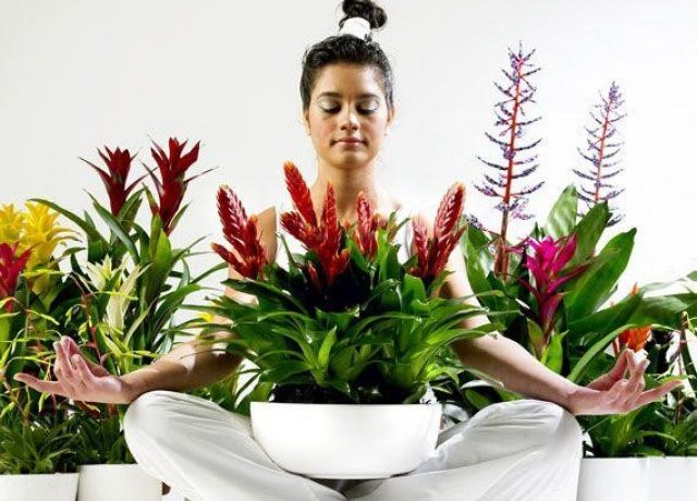 Lilled ja tervis: kuidas lilled mõjutavad meie tuju ja heaolu